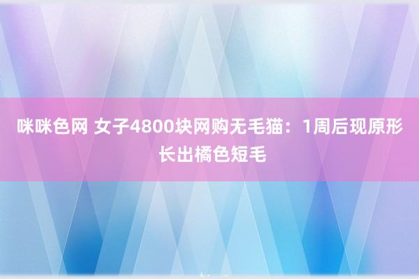 咪咪色网 女子4800块网购无毛猫：1周后现原形 长出橘色短毛